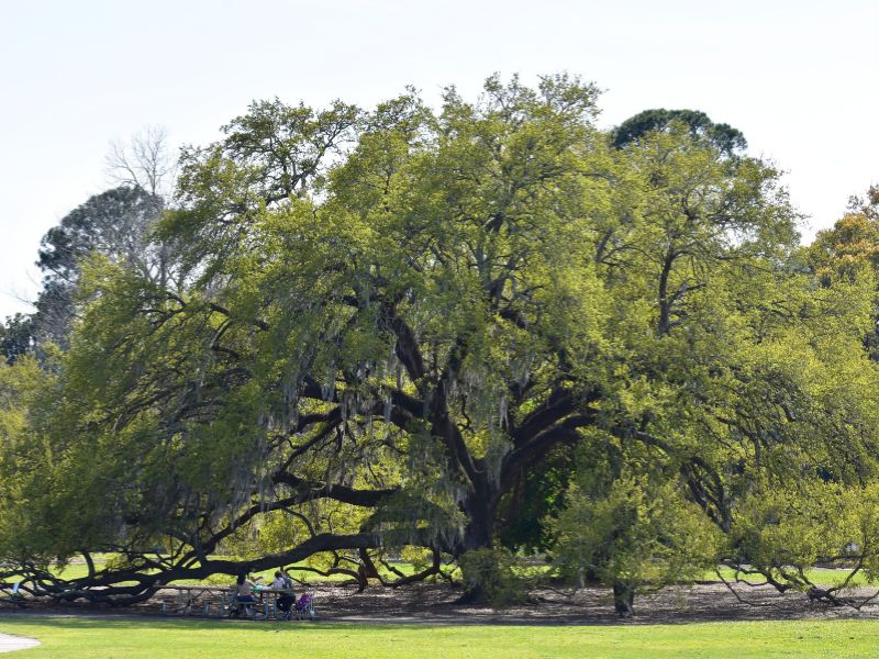 One of Hampton Park's large live oaks spreads its branches far and wide, creating a lovely picnic spot
