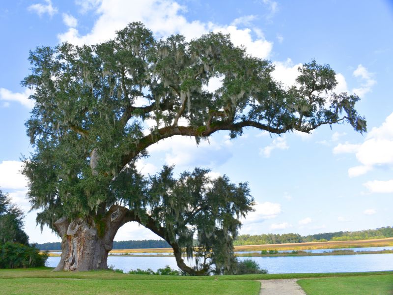 The large Middleton Oak live oak tree with Spanish moss appears lopsided as it has lost several large limbs on the left side.