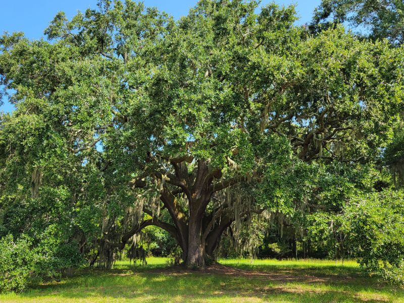 Profile of an enormous live oak tree on the Charleston Tea Garden's farm