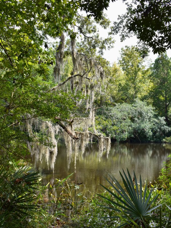 Green trees with Spanish moss hanging down over the Ashley River, as seen from the banks at Colonial Dorchester State Park