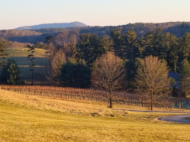Rolling farm fields in winter with bare vines and trees